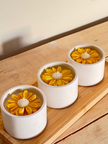 yellow-daisy_2.jpg
