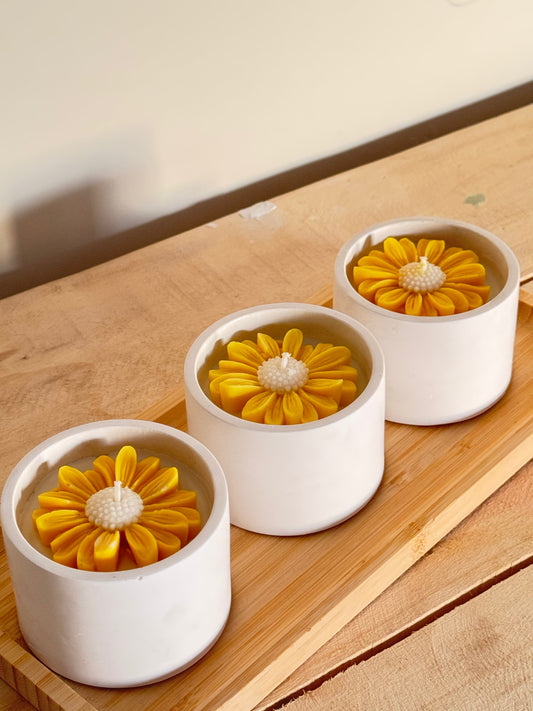 yellow-daisy_2.jpg
