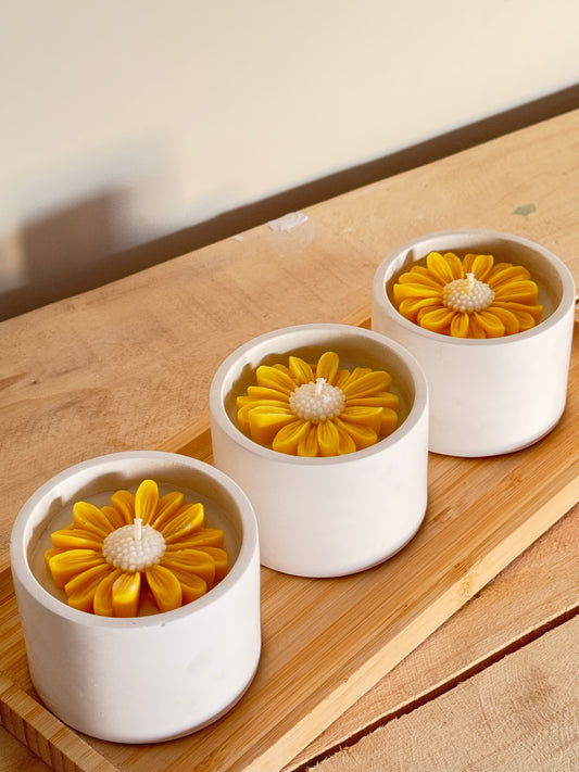 yellow-daisy_1.jpg
