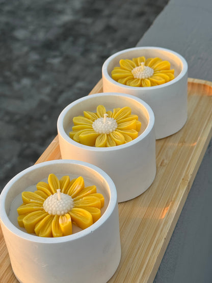 yellow-daisy_4.jpg